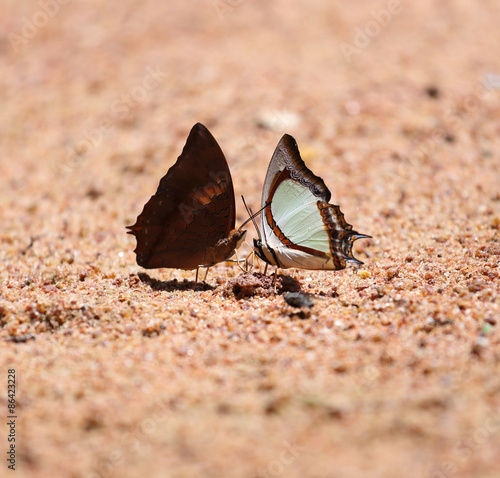 The Indian Yellow Nawab butterfly (Polyura jalysus jalysus) with Common Yeoman butterfly (Cirrochroa tyche) photo