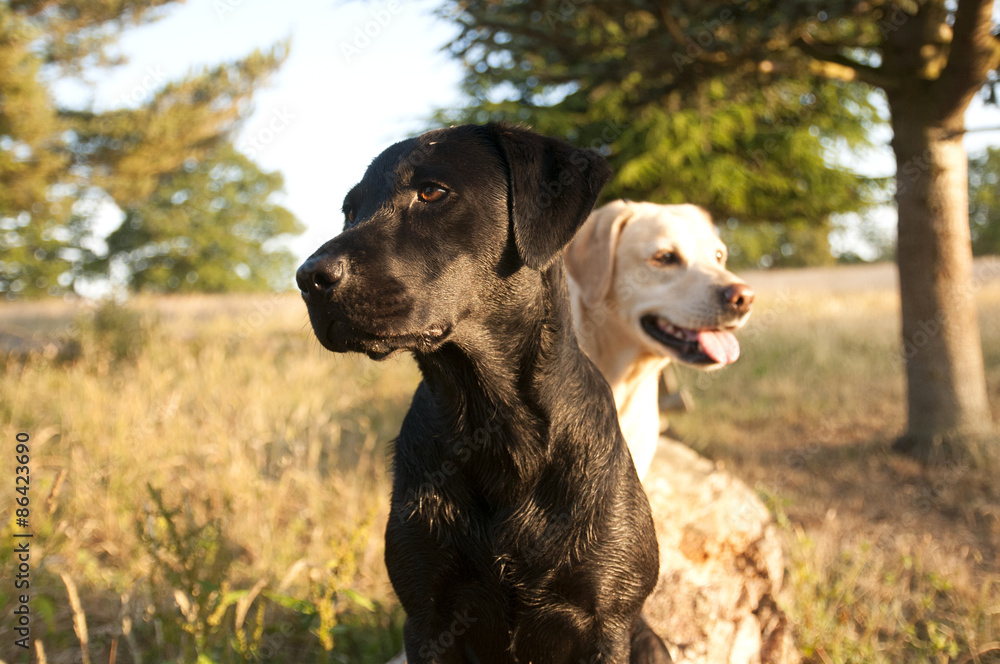 labradors