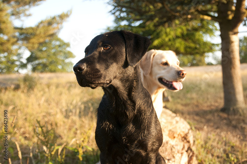 Obraz na płótnie labradors w salonie