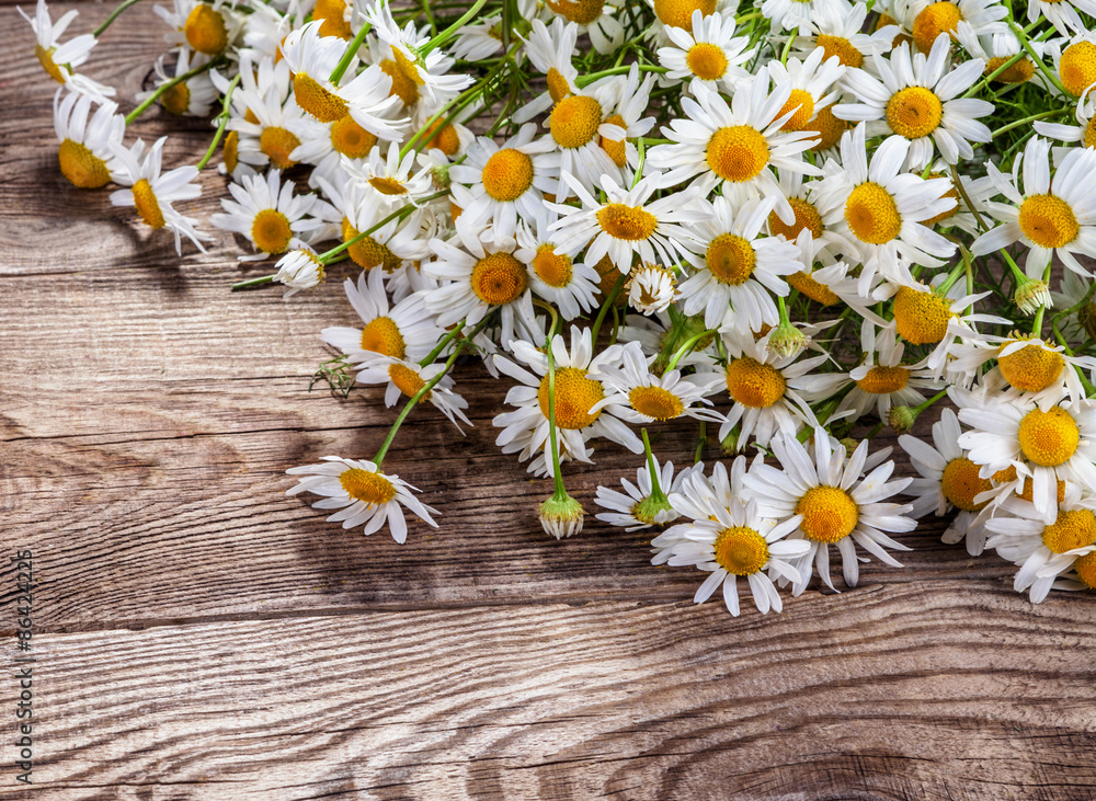 Obraz premium Design element. camomile on the old board