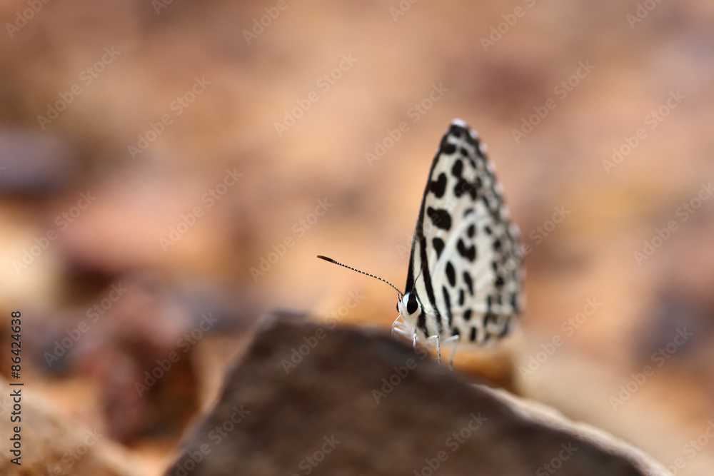 Common Pierrot (Castalius rosimon) butterfly Common Pierrot (Castalius rosimon) butterfly