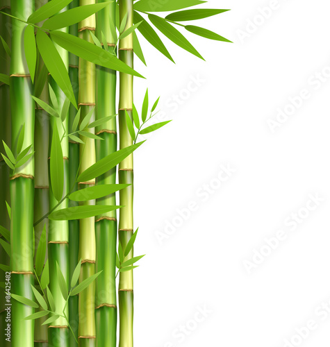 Fototapeta Naklejka Na Ścianę i Meble -  Green bamboo grove isolated on white background