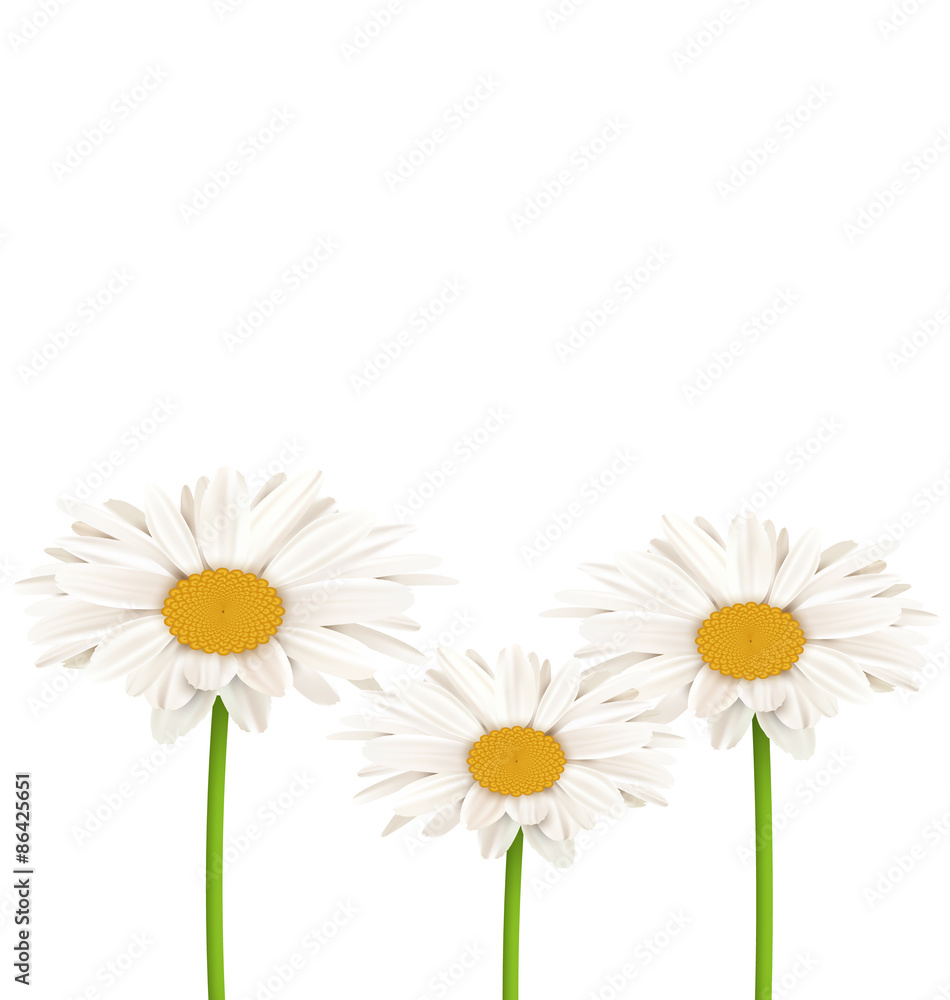 Fototapeta premium Three chamomiles isolated on white. Floral nature flower backgro