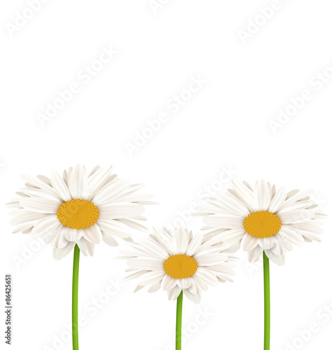 Fototapeta Naklejka Na Ścianę i Meble -  Three chamomiles isolated on white. Floral nature flower backgro