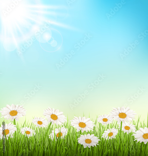 Green grass lawn with white chamomiles and sunlight on sky backg