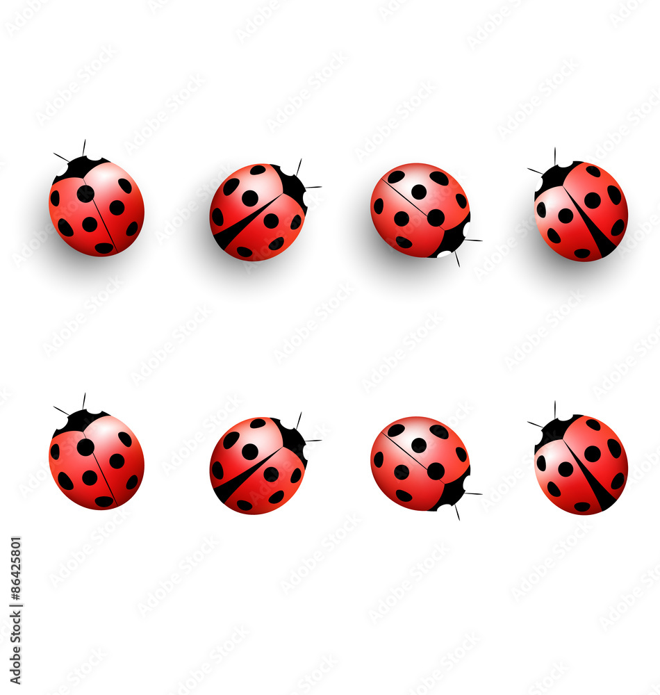 Fototapeta premium Four lady bugs with shadows and isolated on white background