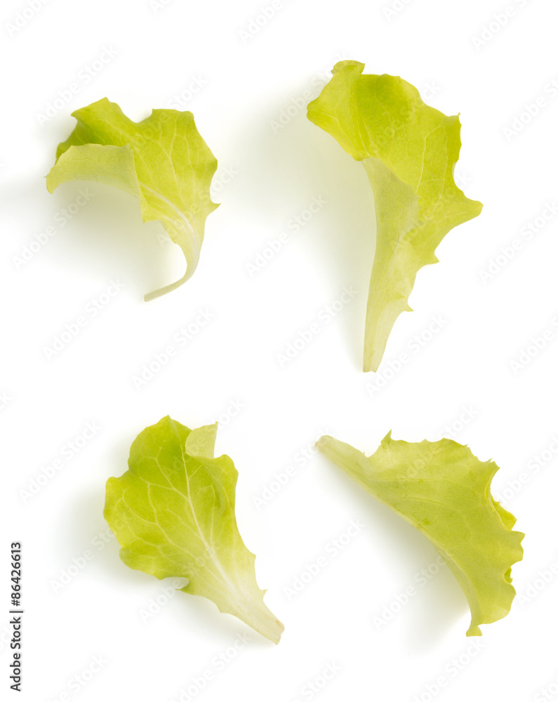 salad leaf isolated on white salad leaf isolated on white