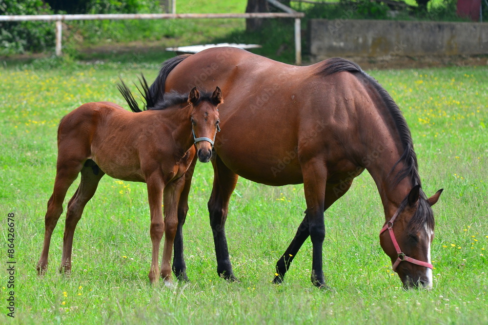 Fototapeta premium nearness