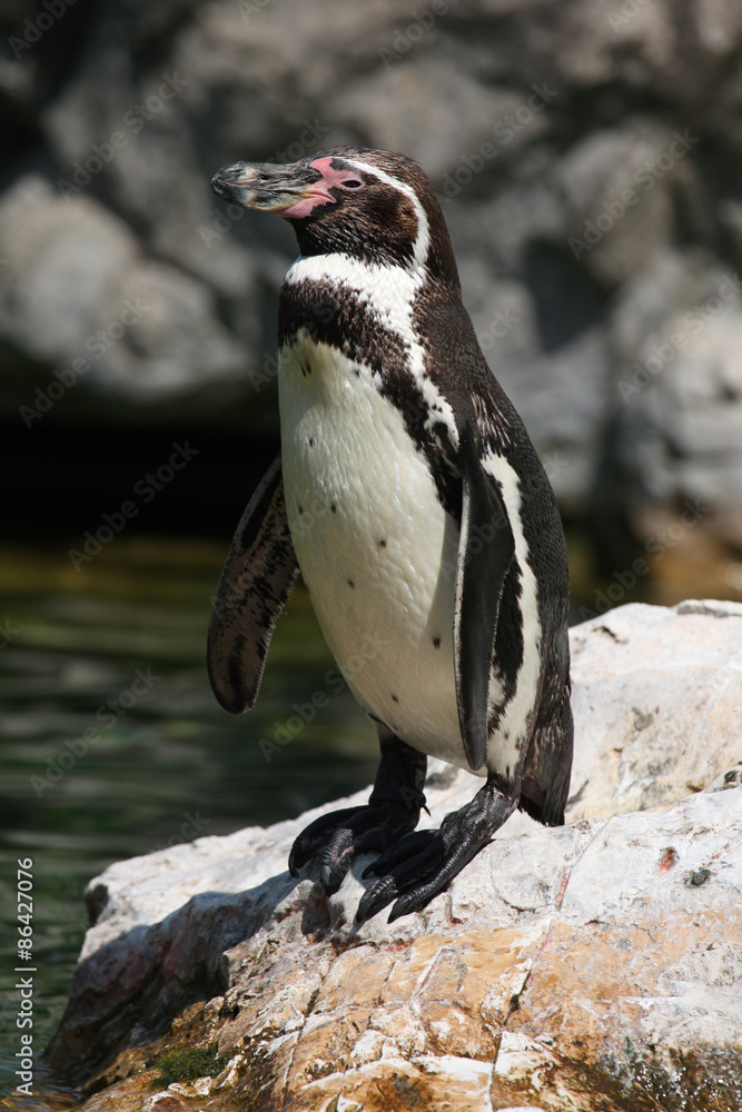 Naklejka premium Humboldt penguin (Spheniscus humboldti).