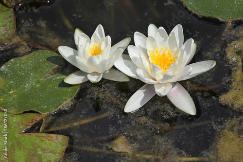Star lotus (Nymphaea nouchali).