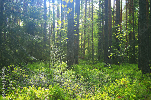 Fényképezés summer spruce forest landscape