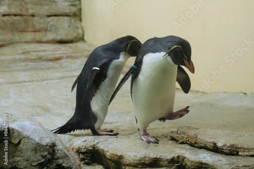 Northern rockhopper penguin (Eudyptes moseleyi).