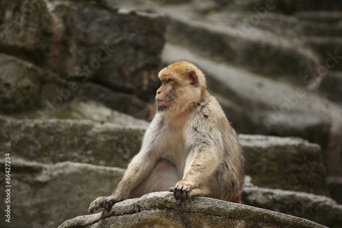 Barbary macaque (Macaca sylvanus). © Vladimir Wrangel