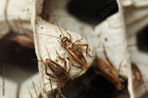 House cricket (Acheta domestica).