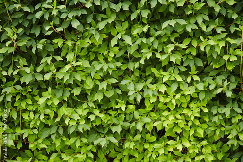 Wallpaper Mural background Torontodigital.ca