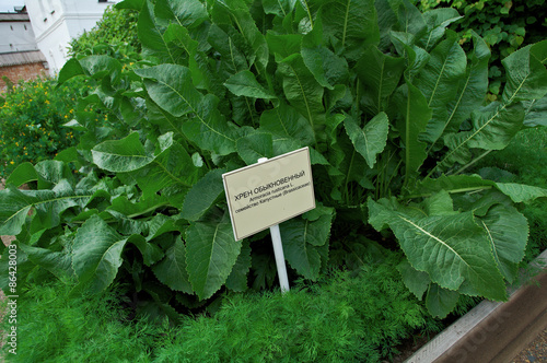 Green leaves of horseradish