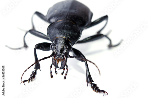 black beetle isolated on white background