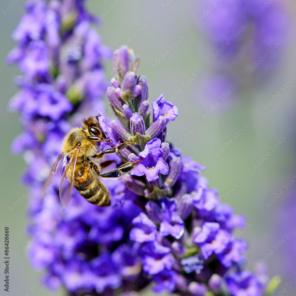 Bee collects nectar on the flowers of lavender Bee collects nectar on the flowers of lavender