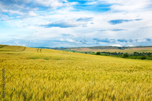 Wheat field against a blue sky and mountains