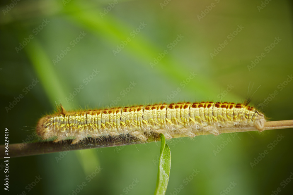 caterpillar