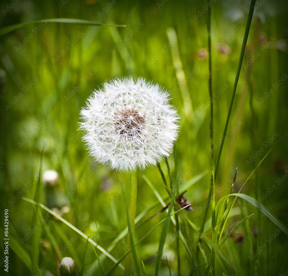 Fototapeta premium ripe dandelium fruit close up on green background