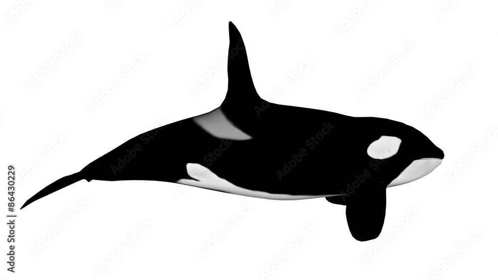 Fototapeta premium Killer whale - 3D render