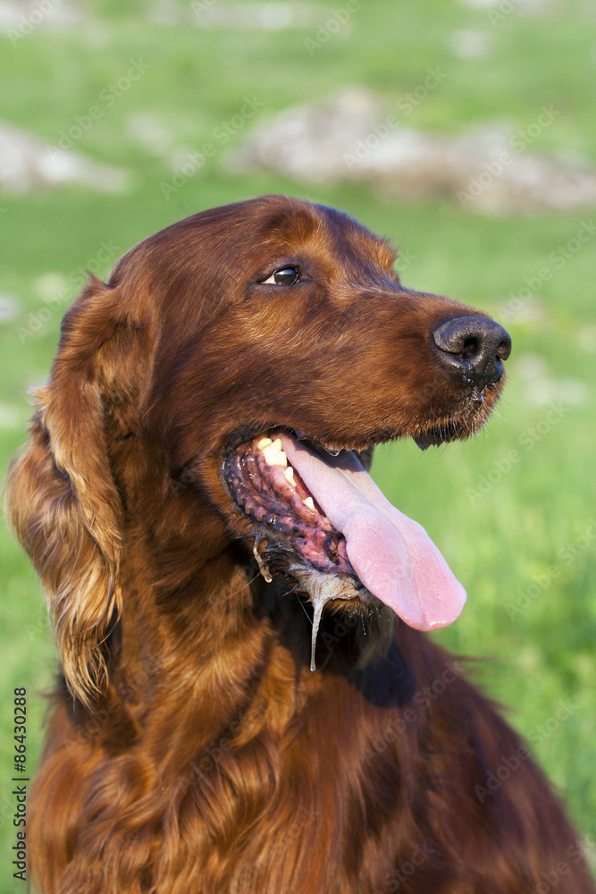 Drooling dog Drooling dog