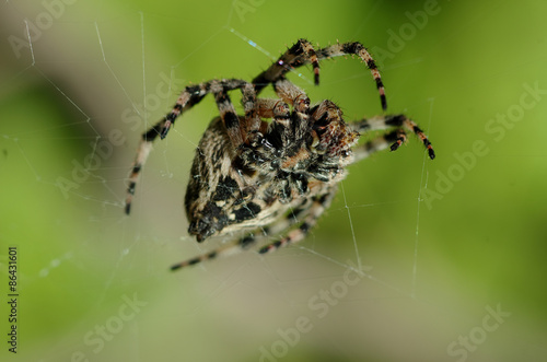 Garden spider on a silver web