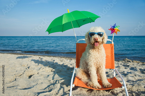 Hund am Strand © grafikplusfoto