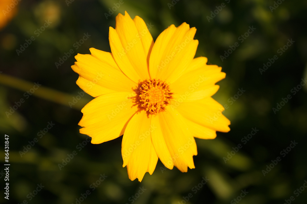 Obraz premium Yellow daisy