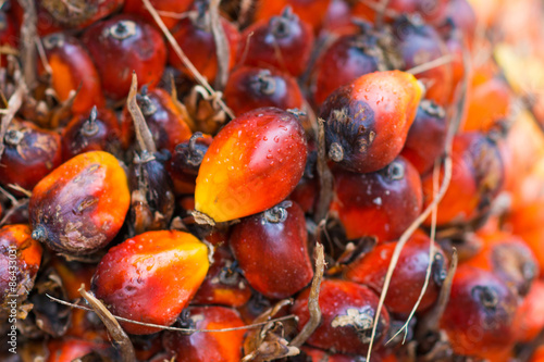 fresh palm oil from palm garden photo