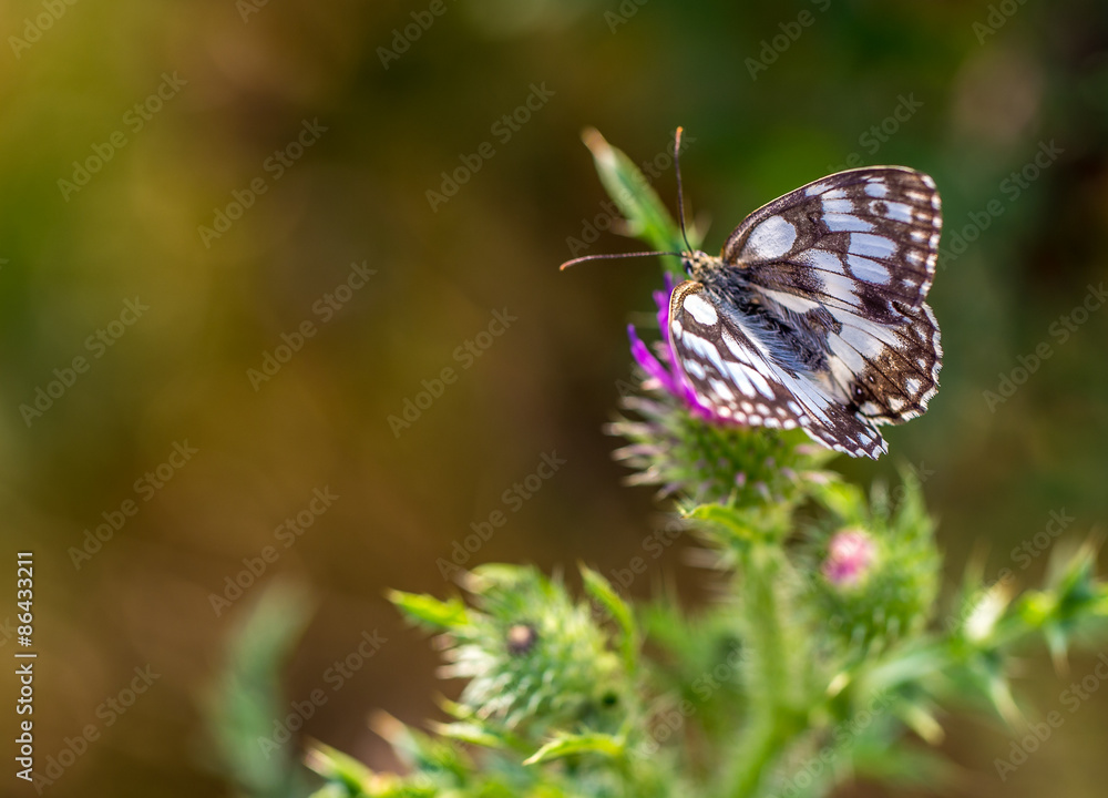 Schmetterling besucht eine Distel im Sommermorgen Schmetterling besucht eine Distel im Sommermorgen