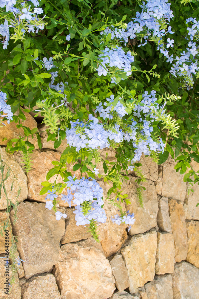 Hängendes Mauerblümchen Mittelmeer