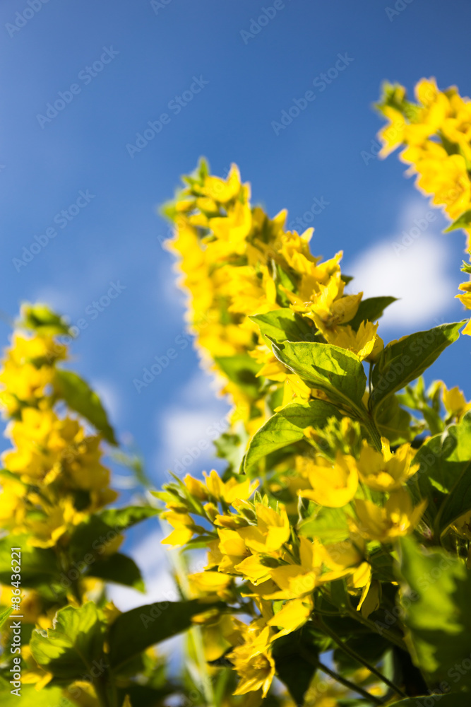 Schöne Blumen Gilbweiderich Schöne Blumen Gilbweiderich