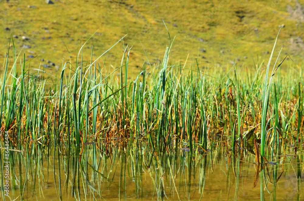 Obraz premium grass on the lake