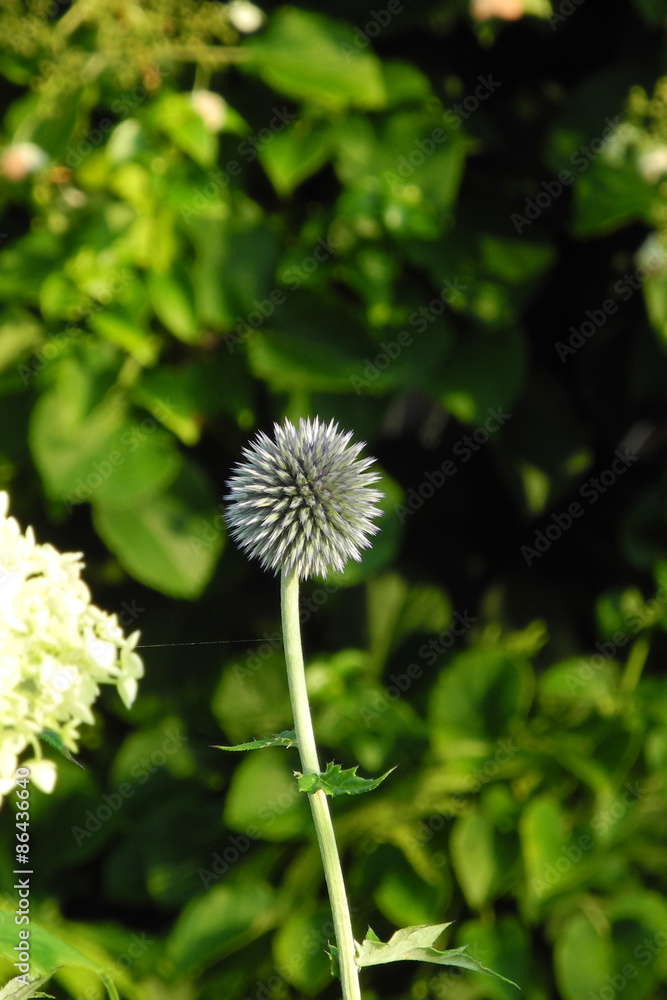 Drüsenblättrige Kugeldistel (Echinops sphaerocephalus) StockFoto