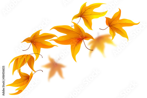 Falling autumn maple leaves on white background, vector illustration