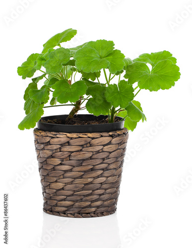 Fototapeta Naklejka Na Ścianę i Meble -  Geranium flower in a flower pot,  white background