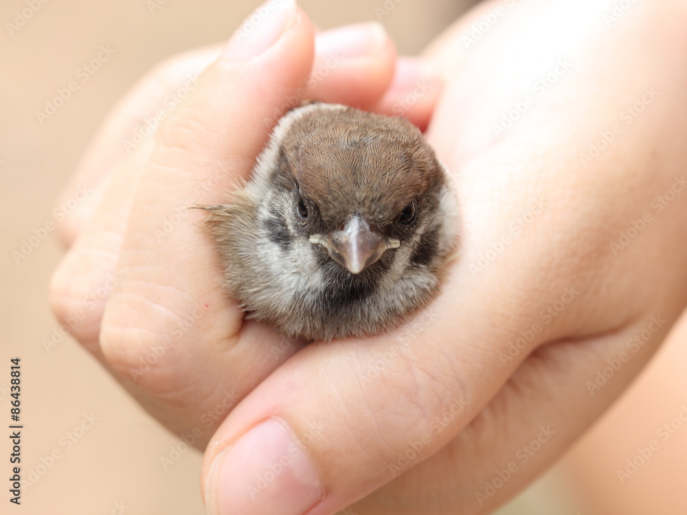 A sparrow in the Hand