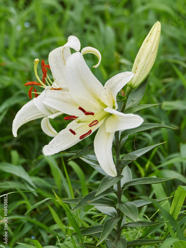 Fototapeta Naklejka Na Ścianę i Meble -  白いユリの花