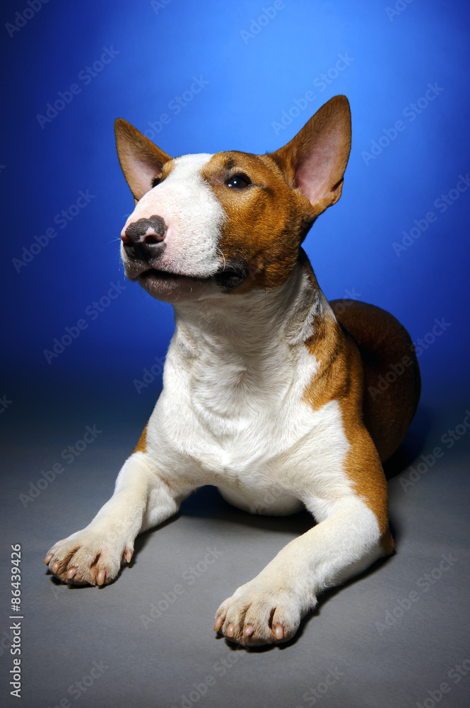 Bull terrier, funny portrait of lying breed dog on blue grey background, studio shoot Bull terrier, funny portrait of lying breed dog on blue grey background, studio shoot