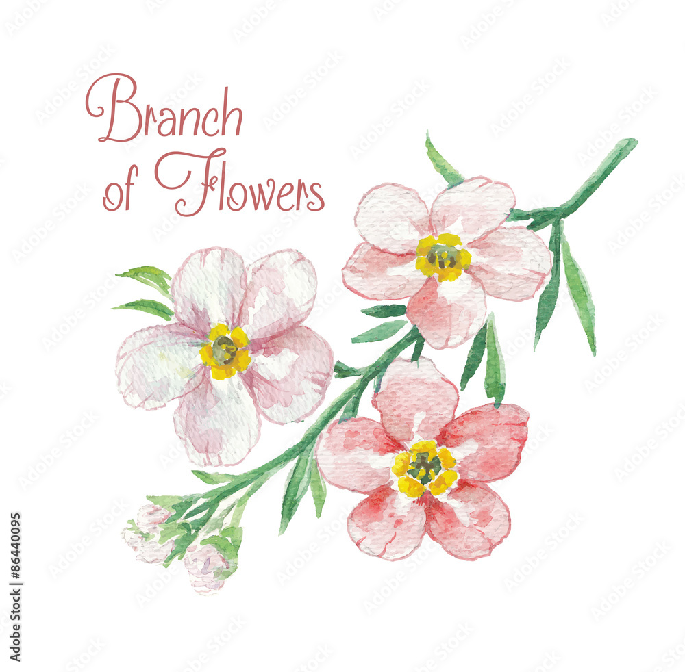 Branch of apple blossom Branch of apple blossom