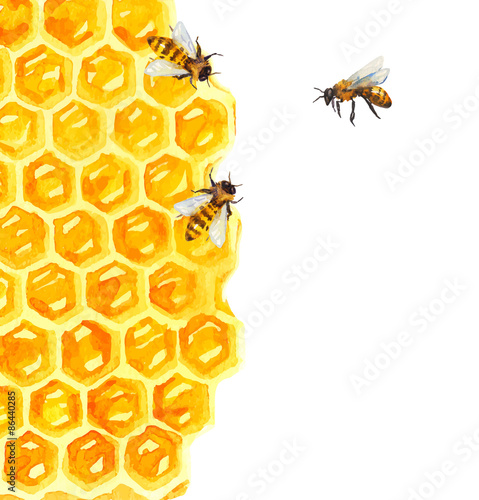 Watercolor Honeycomd and bee