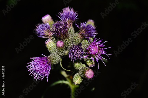 Thistle flower