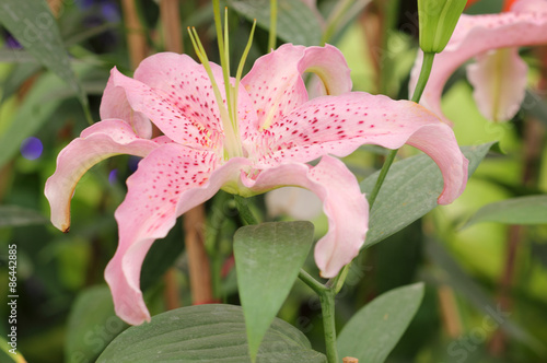 beautiful pink lily in a garden