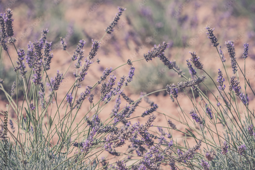 Fototapeta premium Close Up of a Lavender field