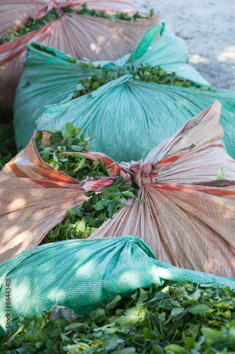 bundles of harvested tea in northeastern Turkey photo