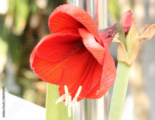 Hippeastrum