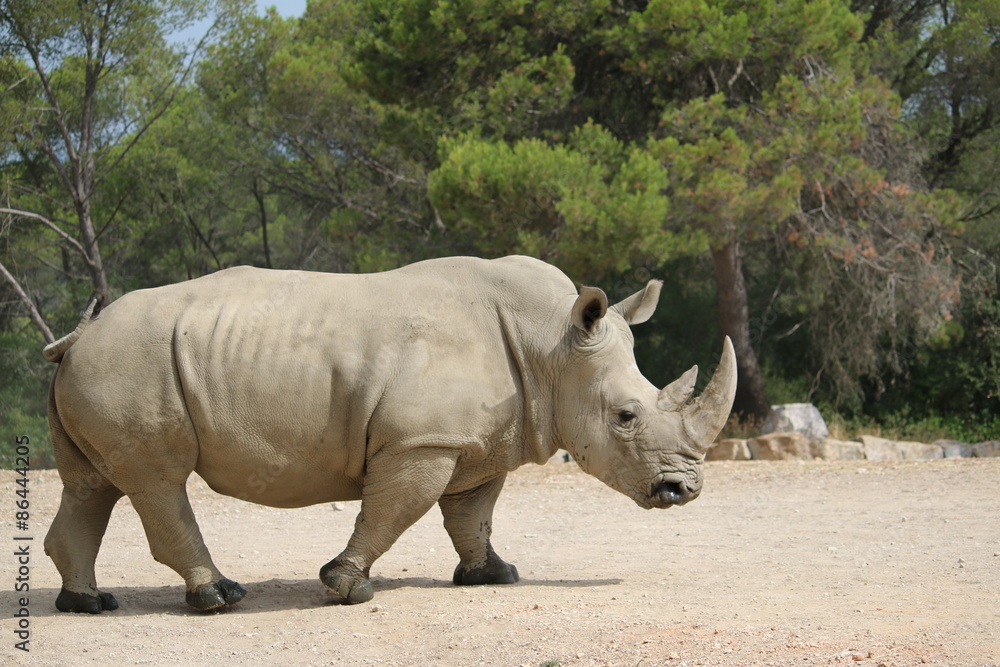 Naklejka premium White rhinoceros paying attention