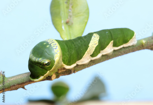Green caterpillar